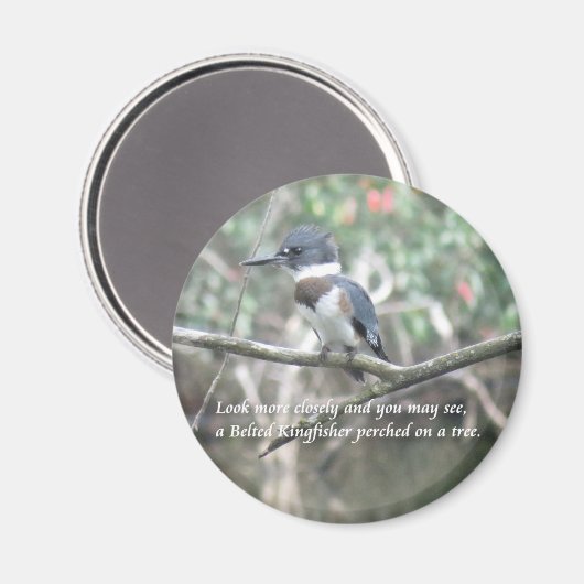 Belted Kingfisher magnet (Voorkant / Achterkant)