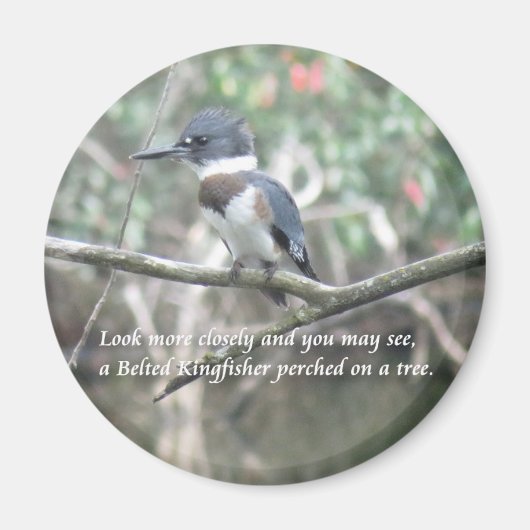 Belted Kingfisher magnet (Voorkant)