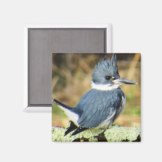 Belted Kingfisher Magnet (Voorkant / Achterkant)