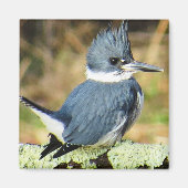 Belted Kingfisher Magnet (Voorkant)