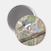 Belted Kingfisher magnet (Voorkant / Achterkant)
