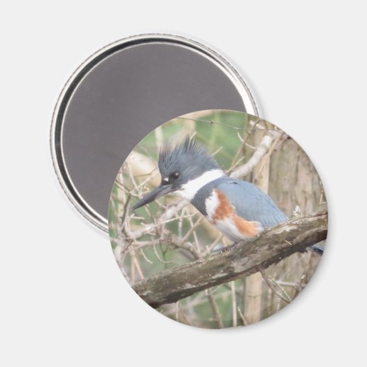Belted Kingfisher magnet (Voorkant / Achterkant)