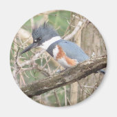 Belted Kingfisher magnet (Voorkant)