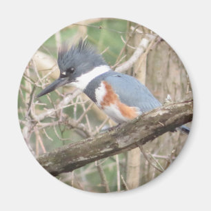 Belted Kingfisher magnet
