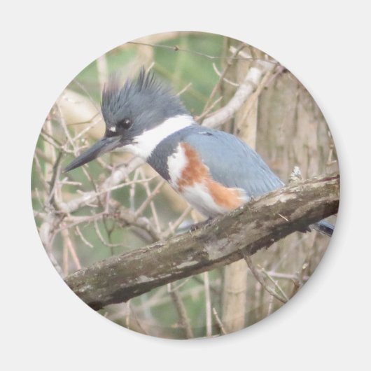 Belted Kingfisher magnet (Voorkant)