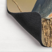 Belted Kingfisher Muismat (Hoek)