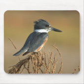 Belted Kingfisher Muismat (Voorkant)