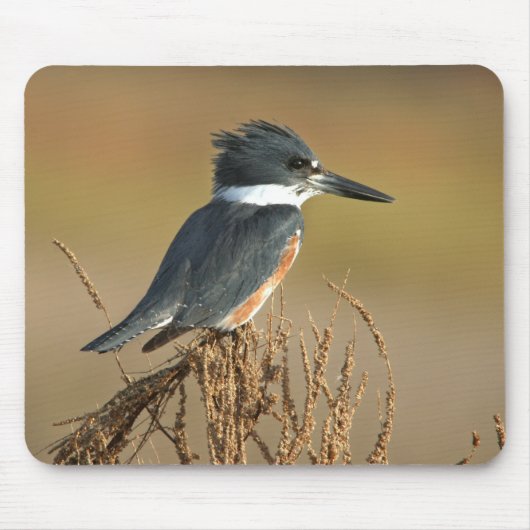 Belted Kingfisher Muismat (Voorkant)