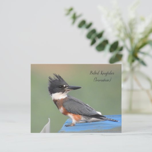 Belted Kingfisher (onvolgroeid) Briefkaart (Staand voorkant)