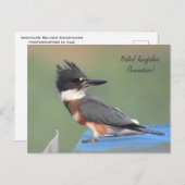 Belted Kingfisher (onvolgroeid) Briefkaart (Voorkant / Achterkant)