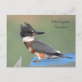 Belted Kingfisher (onvolgroeid) Briefkaart (Voorkant)
