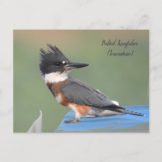 Belted Kingfisher (onvolgroeid) Briefkaart (Voorkant)