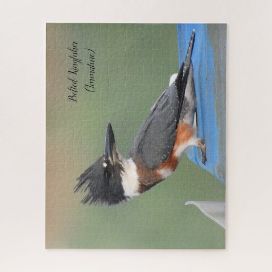 Belted Kingfisher (onvolgroeid) Legpuzzel (Verticaal)