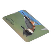 Belted Kingfisher (onvolgroeid) Magneet (Rechterzijde)