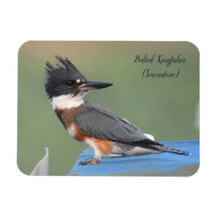 Belted Kingfisher (onvolgroeid) Magneet