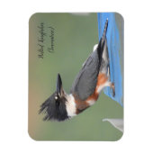 Belted Kingfisher (onvolgroeid) Magneet (Verticaal)
