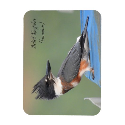 Belted Kingfisher (onvolgroeid) Magneet (Verticaal)