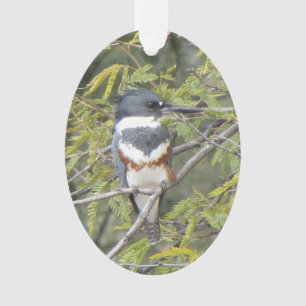 Belted Kingfisher Ornament