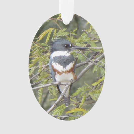 Belted Kingfisher Ornament (voorkant)