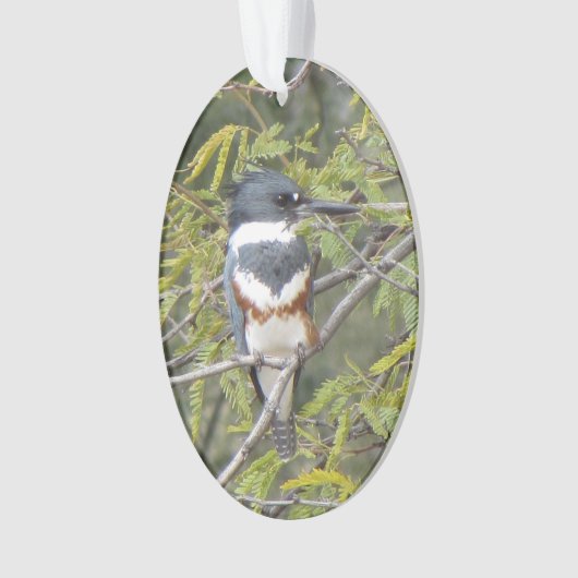 Belted Kingfisher Ornament (voorkant)