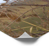 Belted Kingfisher Photo Poster (Hoek)