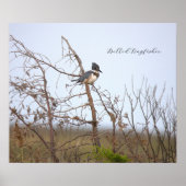 Belted Kingfisher Photo Poster (Voorkant)