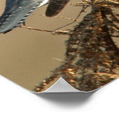 Belted Kingfisher Poster (Hoek)