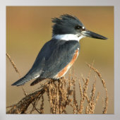 Belted Kingfisher Poster (Voorkant)