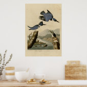 Belted Kingfisher Poster (Keuken)