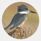 Belted Kingfisher Ronde Sticker (Voorkant)