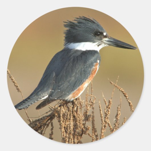 Belted Kingfisher Ronde Sticker (Voorkant)