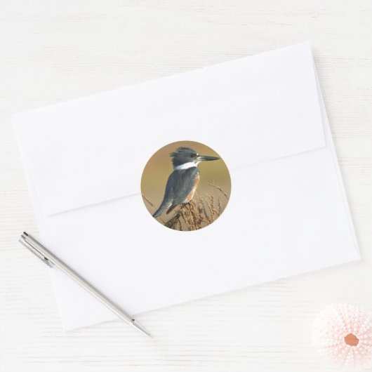 Belted Kingfisher Ronde Sticker (Envelop)