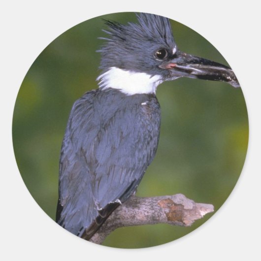 Belted Kingfisher Ronde Sticker (Voorkant)