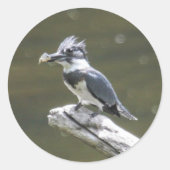 Belted Kingfisher Ronde Sticker (Voorkant)