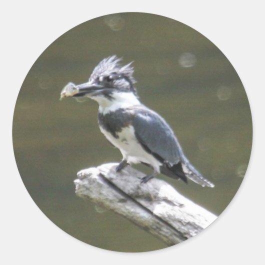 Belted Kingfisher Ronde Sticker (Voorkant)