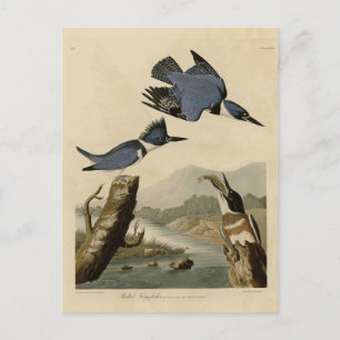 Belted Kingfisher uit Audubon's vogels in Amerika Briefkaart