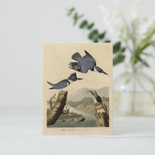 Belted Kingfisher uit Audubon's vogels in Amerika Briefkaart (Staand voorkant)