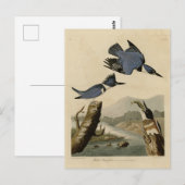 Belted Kingfisher uit Audubon's vogels in Amerika Briefkaart (Voorkant / Achterkant)