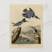 Belted Kingfisher uit Audubon's vogels in Amerika Briefkaart (Voorkant)