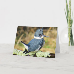 Belted Kingfisher Wenskaart Kaart