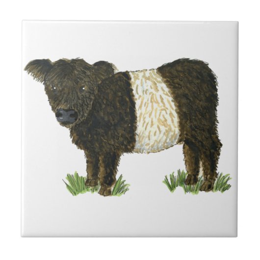 "Beltie" Belted Galloway Tegeltje (Voorkant)