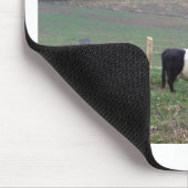 Beltie Cow Herd in Herfst Muismat (Hoek)