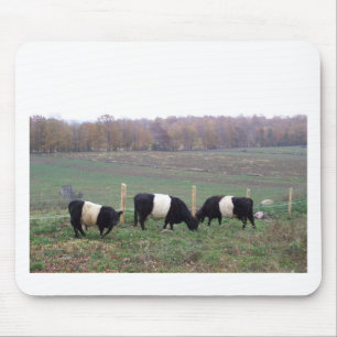 Beltie Cow Herd in Herfst Muismat