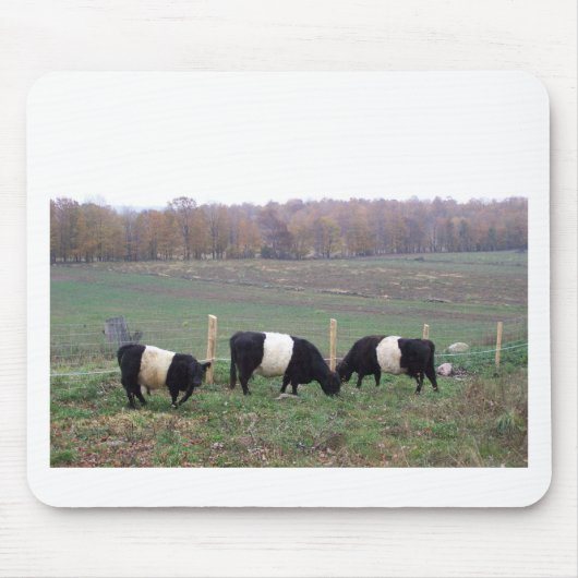 Beltie Cow Herd in Herfst Muismat (Voorkant)