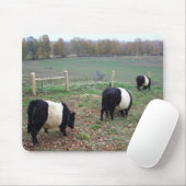 Beltie Koe Herd Along a Trail Muismat (Met muis)