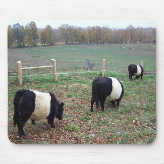 Beltie Koe Herd Along a Trail Muismat (Voorkant)