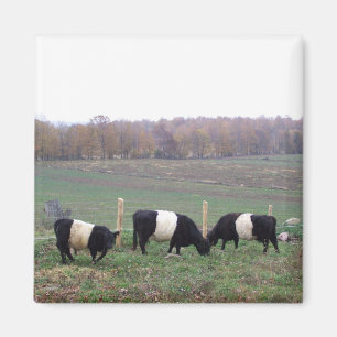 Beltie Koe Herd in Herfst Magneet