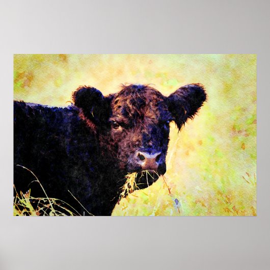 Beltie Koe Waterverf schilderen Belted Galloway Ar Poster (Voorkant)