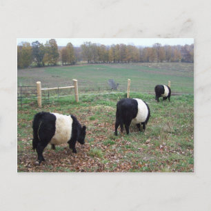 Beltie Kow Herd Along a Trail Briefkaart
