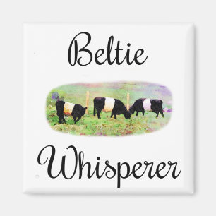 Beltie Whisperer Belted Galloway Cattle Funny Koei Magneet